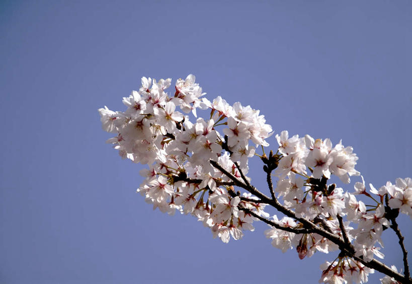 无人,横图,室外,白天,仰视,旅游,度假,美景,樱花,日本,亚洲,阴影,盛开,光线,影子,景观,枝条,花蕾,娱乐,花,花瓣,花朵,鲜花,树枝,蓝色,白色,蓝天,天空,阳光,自然,天,花苞,花蕊,享受,休闲,景色,放松,大阪,晴朗,自然风光,东亚,本州,万里无云,大阪府,本州岛,日本国,近畿地方,近畿,仙樱花,福岛樱,青肤樱,晴空,晴空万里,荆桃,彩图,低角度拍摄