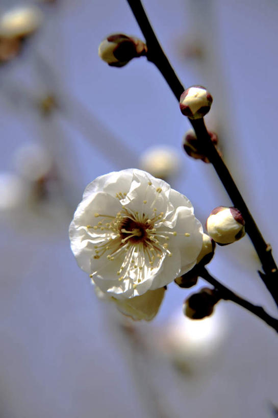 无人,竖图,室外,特写,白天,仰视,旅游,度假,美景,日本,亚洲,许多,阴影,朦胧,模糊,盛开,光线,影子,景观,梅花,枝条,花蕾,娱乐,花,花瓣,花朵,鲜花,蓝色,白色,蓝天,天空,阳光,自然,天,花苞,花蕊,享受,休闲,景色,放松,大阪,自然风光,东亚,本州,大阪府,本州岛,日本国,近畿地方,近畿,彩图,低角度拍摄