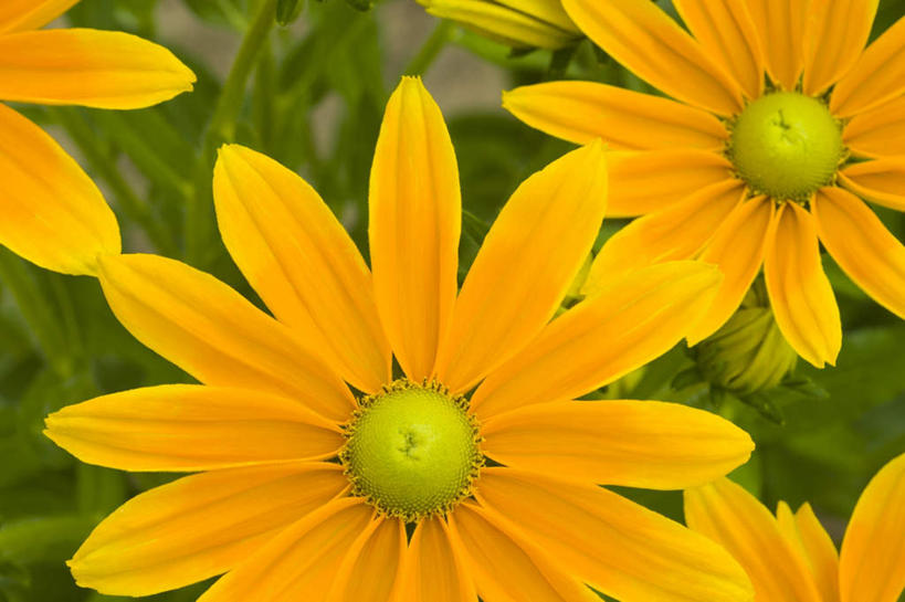 无人,横图,俯视,室外,白天,快乐,幸福,叶子,许多,阴影,盛开,光线,影子,绿叶,玛格丽特,花蕾,雏菊,花,花瓣,花朵,鲜花,黄色,阳光,花苞,花蕊,嫩叶,菊花,活力,希望,坚强,和平,离别,延命菊,幸福花,春菊,马兰头花,暗恋,纯情,单恋,天真,叶,叶片,彩图,高角度拍摄,愉快