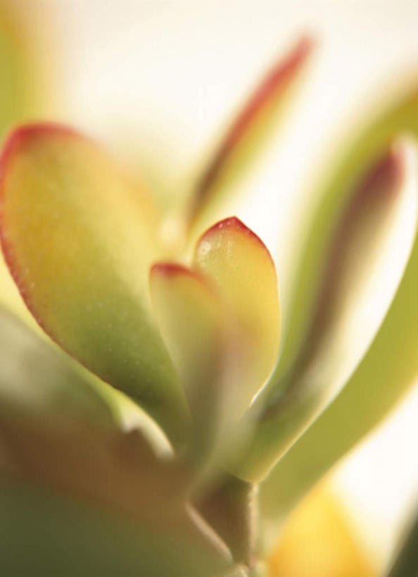 无人,竖图,室外,特写,白天,正面,美景,叶子,阴影,朦胧,模糊,光线,影子,景观,绿叶,绿色,阳光,自然,嫩叶,景色,景天,自然风光,叶,叶片,彩图