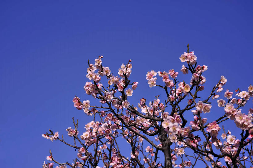 无人,横图,室外,白天,仰视,旅游,度假,美景,植物,日本,亚洲,阴影,盛开,光线,影子,景观,梅花,花蕾,娱乐,花,花瓣,花朵,鲜花,树,树木,粉色,蓝色,绿色,蓝天,天空,阳光,自然,天,花苞,花蕊,享受,休闲,景色,放松,大阪,生长,晴朗,成长,自然风光,东亚,本州,万里无云,大阪府,本州岛,日本国,近畿地方,近畿,晴空,晴空万里,彩图,低角度拍摄