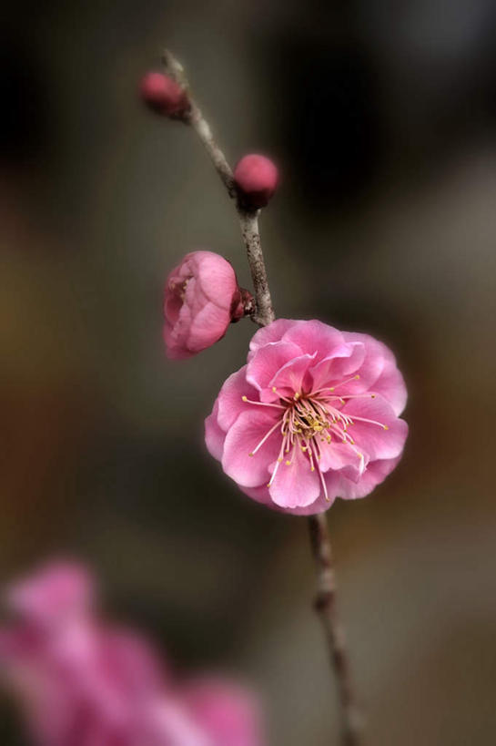 无人,竖图,俯视,室外,特写,白天,旅游,度假,美景,植物,日本,亚洲,许多,阴影,朦胧,模糊,盛开,光线,影子,景观,梅花,花蕾,娱乐,花,花瓣,花朵,鲜花,树,树木,粉色,绿色,阳光,自然,花苞,花蕊,享受,休闲,景色,放松,大阪,生长,成长,自然风光,东亚,本州,大阪府,本州岛,日本国,近畿地方,近畿,彩图,高角度拍摄