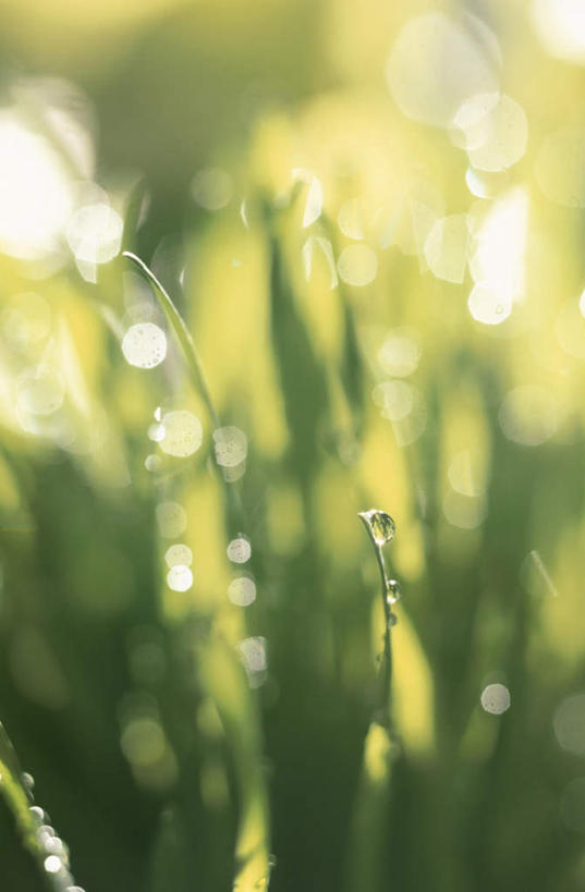 无人,竖图,俯视,室外,白天,旅游,度假,草地,草坪,美景,水,植物,露水,阴影,朦胧,模糊,光线,液体,影子,景观,水滴,娱乐,草,绿色,阳光,自然,享受,休闲,景色,放松,流动,自然风光,彩图,高角度拍摄