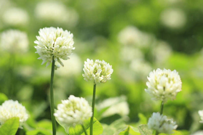 无人,横图,俯视,室外,白天,爱情,旅游,度假,自由,幸福,草地,草坪,美景,植物,东京,日本,亚洲,许多,阴影,盛开,光线,影子,景观,三叶草,花蕾,娱乐,草,花,花瓣,花朵,鲜花,绿色,白色,阳光,自然,花苞,花蕊,享受,休闲,景色,放松,希望,自然风光,和平,东亚,车轴草,苜蓿,本州,关东地方,本州岛,日本国,东京都,统一,团结,彩图,高角度拍摄