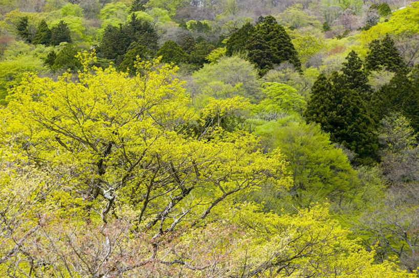 无人,横图,俯视,室外,白天,旅游,度假,草地,草坪,美景,山,山脉,植物,日本,亚洲,阴影,光线,影子,景观,山峰,山峦,娱乐,草,树,树木,绿色,阳光,自然,群山,享受,休闲,景色,放松,生长,成长,自然风光,东亚,本州,关东地方,本州岛,日本国,栃木,栃木县,彩图,高角度拍摄