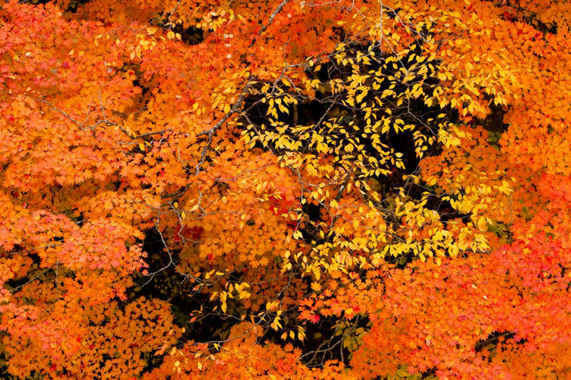 无人,横图,俯视,室外,白天,旅游,度假,美景,植物,叶子,秋田县,日本,亚洲,阴影,光线,影子,景观,绿叶,娱乐,树,树木,黄色,绿色,阳光,自然,享受,休闲,嫩叶,景色,放松,生长,成长,自然风光,东亚,本州,本州岛,日本国,秋田,东北地方,叶,叶片,彩图,高角度拍摄