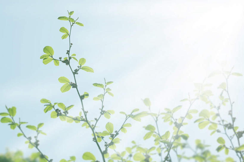 无人,横图,室外,白天,仰视,旅游,度假,草地,草坪,美景,植物,叶子,东京,日本,亚洲,阴影,光线,影子,景观,绿叶,娱乐,草,树,树木,蓝色,绿色,蓝天,天空,阳光,自然,天,享受,休闲,嫩叶,景色,放松,生长,成长,自然风光,东亚,本州,关东地方,本州岛,日本国,东京都,叶,叶片,彩图,低角度拍摄