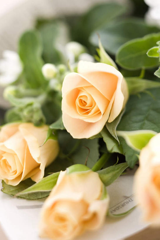 无人,竖图,俯视,室内,特写,白天,爱情,幸福,纯洁,热情,桌面,玫瑰,叶子,四朵,阴影,朦胧,模糊,盛开,光线,影子,绿叶,玫瑰花,浪漫,花蕾,花,花瓣,花朵,鲜花,白色,阳光,花苞,花蕊,温暖,温馨,嫩叶,恩爱,和睦,感动,尊敬,天真,刺玫花,徘徊花,叶,叶片,彩图,高角度拍摄,融洽