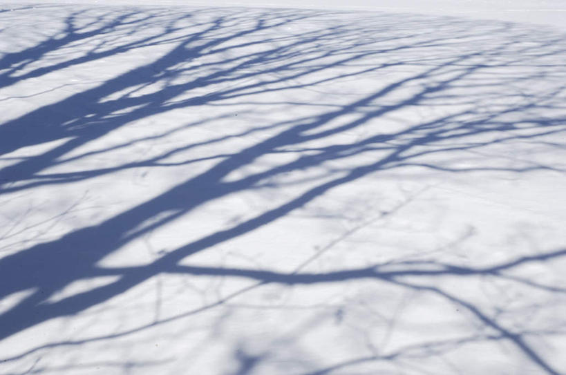 无人,横图,俯视,室外,白天,旅游,度假,美景,植物,长野县,日本,亚洲,阴影,光线,瓷砖,地砖,影子,景观,地面,娱乐,树,树木,绿色,阳光,自然,享受,休闲,景色,放松,生长,成长,自然风光,东亚,本州,本州岛,日本国,中部地方,长野,彩图,高角度拍摄