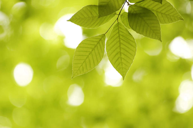 无人,横图,室外,特写,白天,仰视,旅游,度假,美景,植物,叶子,长野县,日本,亚洲,阴影,朦胧,模糊,光线,影子,景观,绿叶,娱乐,树,树木,绿色,阳光,自然,享受,休闲,嫩叶,景色,放松,生长,成长,自然风光,东亚,本州,本州岛,日本国,中部地方,长野,叶,叶片,彩图,低角度拍摄