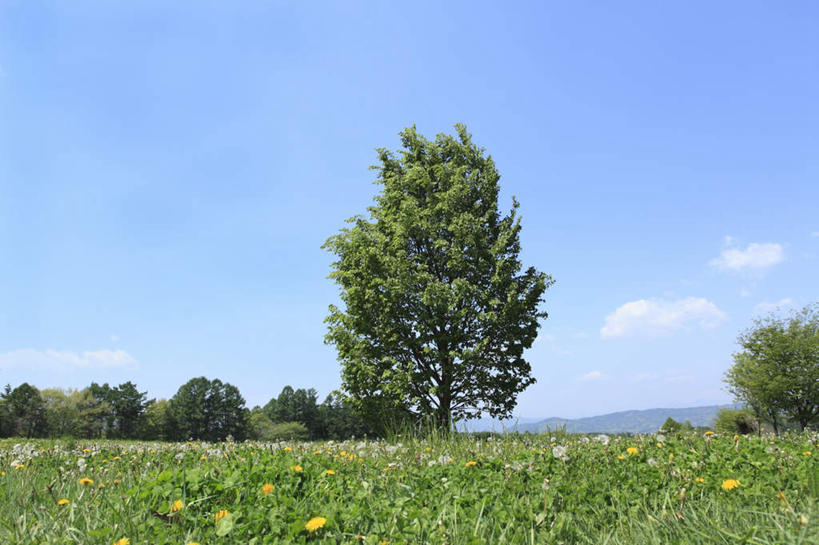 无人,横图,室外,白天,正面,旅游,度假,草地,草坪,美景,山,山脉,植物,日本,亚洲,阴影,光线,影子,景观,山峰,云,云朵,山峦,云彩,娱乐,草,树,树木,蓝色,绿色,白云,蓝天,天空,阳光,自然,群山,天,享受,休闲,景色,放松,生长,成长,自然风光,东亚,本州,本州岛,日本国,中部地方,山梨,山梨县,彩图