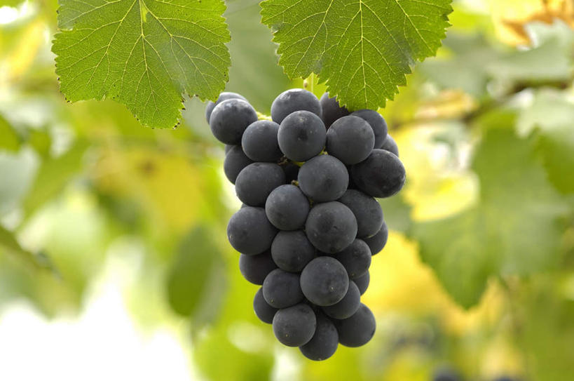 无人,果园,横图,室外,特写,白天,正面,旅游,度假,美景,田园,植物,葡萄,水果,叶子,一串,一堆,阴影,堆叠,堆积,朦胧,模糊,新鲜,光线,影子,景观,生食,食品,果实,绿叶,娱乐,葡萄园,树,树木,食物,绿色,紫色,阳光,自然,庄园,享受,休闲,嫩叶,景色,放松,有机食品,绿色食品,生长,成长,堆,自然风光,叶,叶片,山葫芦,蒲桃,草龙珠,彩图