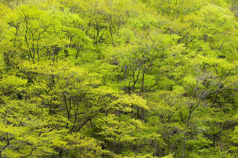 无人,横图,俯视,室外,白天,旅游,度假,草地,草坪,美景,山,山脉,植物,日本,亚洲,阴影,光线,影子,景观,山峰,山峦,娱乐,草,树,树木,绿色,阳光,自然,群山,享受,休闲,景色,放松,生长,成长,自然风光,东亚,本州,关东地方,本州岛,日本国,栃木,栃木县,彩图,高角度拍摄
