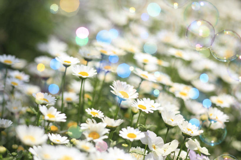 无人,横图,俯视,室外,特写,白天,旅游,度假,快乐,幸福,草地,草坪,美景,植物,东京,日本,亚洲,许多,阴影,朦胧,模糊,盛开,光线,影子,景观,玛格丽特,花蕾,娱乐,草,雏菊,花,花瓣,花朵,鲜花,绿色,白色,阳光,自然,花苞,花蕊,享受,休闲,菊花,景色,放松,活力,希望,坚强,自然风光,和平,东亚,离别,本州,关东地方,本州岛,日本国,东京都,延命菊,幸福花,春菊,马兰头花,暗恋,纯情,单恋,天真,彩图,高角度拍摄,愉快