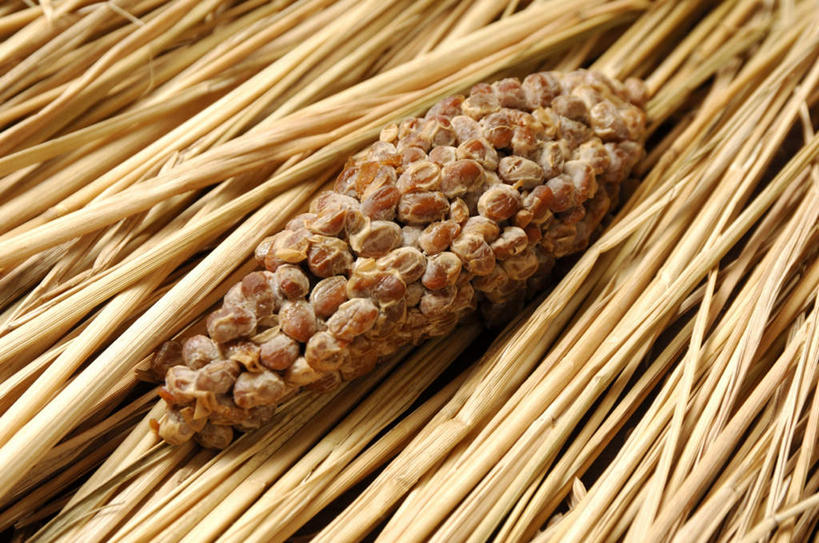 无人,横图,俯视,室内,白天,植物,豆,大豆,一堆,许多,阴影,堆叠,堆积,光线,影子,豆类,豆子,毛豆,稻草,黄色,阳光,堆,豆科,枝豆,黄豆,彩图,高角度拍摄