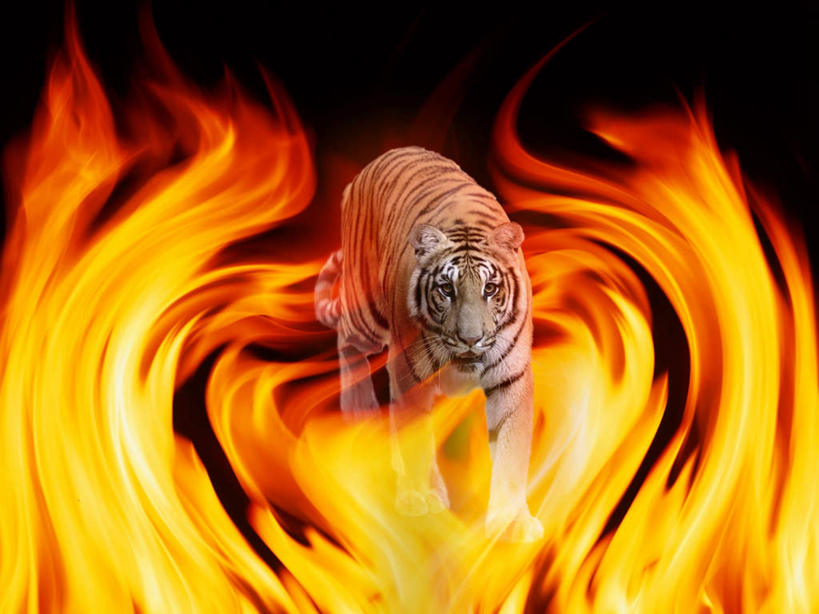 无人,站,横图,室内,白天,正面,数码,科技,野生动物,火,阴影,黑色背景,条纹,网络,火焰,高光,几何,计算机图形,燃烧,合成,注视,一只,黄色,红色,动物,观察,看,站着,张嘴,闪耀,观看,耀眼,明亮,电脑合成图,数码合成图,察看,关注,孟加拉虎,凶猛,张大嘴巴,写实,具体,具象,残暴,凶残,张开嘴,老虎,站立,彩图,全身