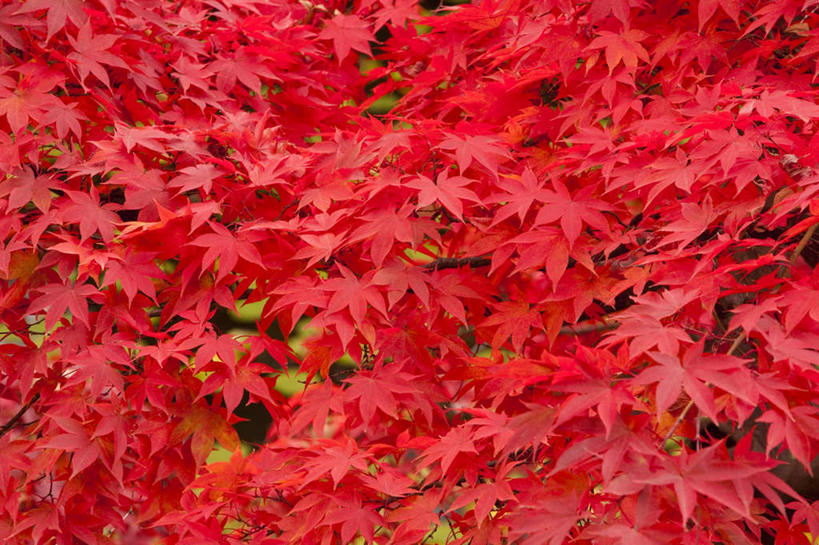 无人,横图,室外,白天,正面,旅游,度假,美景,植物,叶子,日本,亚洲,许多,阴影,光线,影子,景观,枫叶,枯叶,落叶,娱乐,树,树木,黄色,红色,绿色,阳光,自然,享受,休闲,景色,放松,生长,成长,枫树叶,自然风光,东亚,本州,本州岛,日本国,青森,青森县,东北地方,叶,叶片,彩图