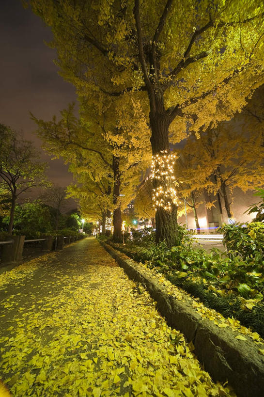 无人,竖图,室外,夜晚,正面,旅游,度假,草地,草坪,美景,植物,道路,路,照明,神奈川,日本,圣诞节,亚洲,阴影,节日,庆祝,光线,彩灯,影子,景观,小路,灯光,交通,神奈川县,文化,娱乐,灯,草,树,树木,绿色,黑色,天空,阳光,自然,灯具,天,庆典,享受,休闲,景色,放松,花灯,乡间小路,生长,成长,纪念,照亮,照明设备,自然风光,东亚,本州,关东地方,本州岛,日本国,彩图