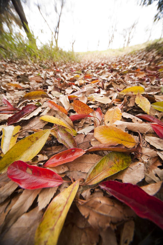 无人,竖图,俯视,室外,白天,旅游,度假,草地,草坪,美景,植物,叶子,神奈川,日本,亚洲,一堆,阴影,堆叠,堆积,光线,影子,景观,云,云朵,枯叶,落叶,神奈川县,云彩,娱乐,草,树,树木,蓝色,绿色,白云,蓝天,天空,阳光,自然,天,享受,休闲,景色,放松,生长,成长,堆,自然风光,东亚,本州,关东地方,本州岛,日本国,叶,叶片,彩图,高角度拍摄