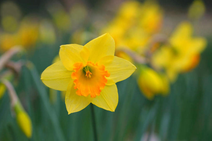 无人,横图,俯视,室外,特写,白天,爱情,陶醉,美景,水仙花,叶子,阴影,朦胧,模糊,盛开,光线,影子,景观,绿叶,花蕾,花,花瓣,花朵,鲜花,黄色,阳光,自然,花苞,花蕊,嫩叶,景色,自然风光,记忆,金盏银台,玉玲珑,女史花,雅蒜,天蒜,敬意,自恋,凌波仙子,水仙,天葱,叶,叶片,彩图,高角度拍摄