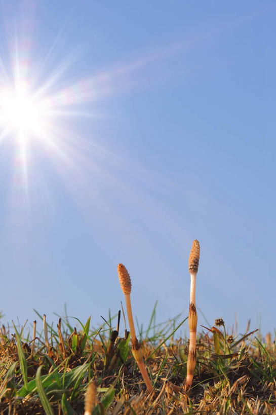 无人,竖图,室外,特写,白天,仰视,旅游,度假,草地,草坪,美景,太阳,植物,日本,亚洲,阴影,光线,影子,景观,云,云朵,云彩,娱乐,草,蓝色,绿色,白云,蓝天,天空,阳光,自然,天,享受,休闲,景色,放松,自然风光,东亚,本州,关东地方,本州岛,日本国,问荆,接续草,公母草,搂接草,空心草,马蜂草,猪鬃草,黄蚂草,节节草,接骨草,崎玉,崎玉县,彩图,低角度拍摄