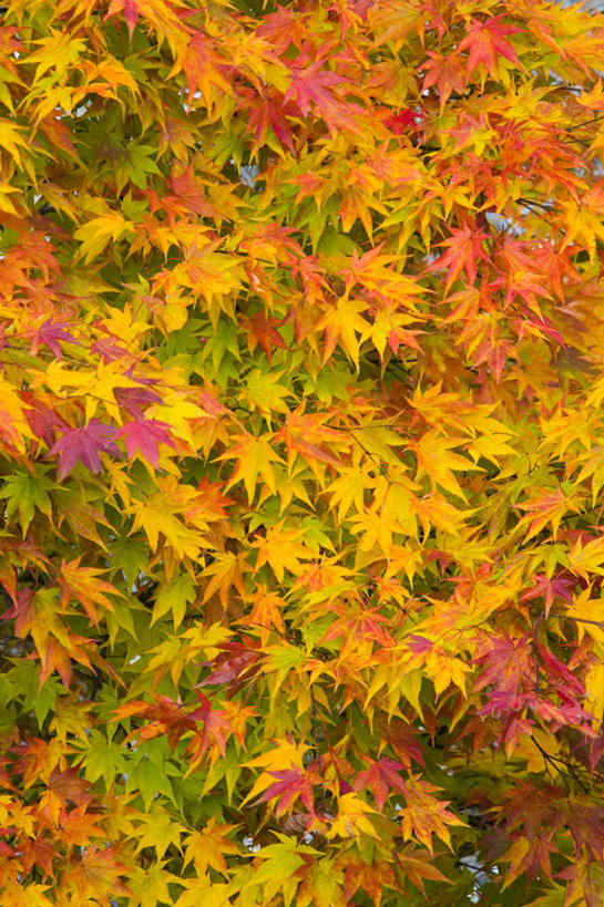 无人,竖图,俯视,室外,白天,旅游,度假,美景,植物,叶子,日本,亚洲,一堆,许多,堆叠,堆积,景观,枫叶,枯叶,落叶,娱乐,树,树木,黄色,红色,绿色,自然,享受,休闲,景色,放松,生长,成长,枫树叶,堆,自然风光,东亚,本州,本州岛,日本国,岩手,岩手县,东北地方,叶,叶片,彩图,高角度拍摄