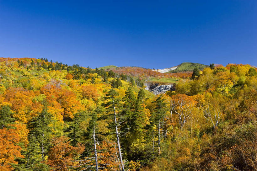 无人,横图,俯视,室外,白天,旅游,度假,草地,草坪,美景,植物,道路,路,秋田县,日本,亚洲,阴影,光线,影子,景观,小路,交通,娱乐,草,树,树木,蓝色,绿色,蓝天,天空,阳光,自然,天,享受,休闲,景色,放松,乡间小路,生长,晴朗,成长,自然风光,东亚,本州,万里无云,本州岛,日本国,秋田,东北地方,晴空,晴空万里,彩图,高角度拍摄