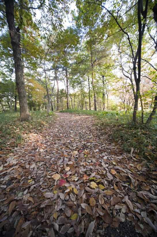无人,竖图,室外,白天,正面,旅游,度假,草地,草坪,美景,植物,道路,路,神奈川,日本,亚洲,阴影,光线,影子,景观,云,云朵,小路,交通,横滨,横滨市,神奈川县,云彩,娱乐,草,树,树木,蓝色,绿色,白云,蓝天,天空,阳光,自然,天,享受,休闲,景色,放松,乡间小路,生长,成长,自然风光,东亚,本州,首府,关东地方,本州岛,日本国,彩图