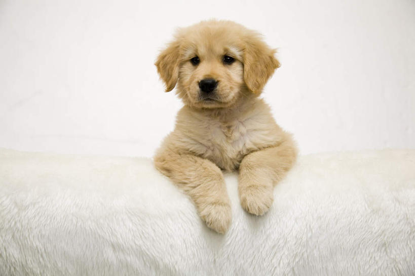 无人,横图,室内,白天,白色背景,正面,宠物,狗,撑,注视,金毛犬,一只,黄色,动物,观察,看,趴着,可爱,摄影,影棚,金毛,观看,察看,撑着,关注,寻回犬,金毛寻回犬,忠诚,犬,趴,半身,彩图,影棚拍摄,拍摄