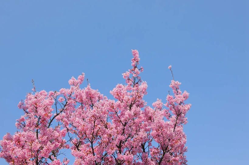 无人,横图,室外,白天,仰视,旅游,度假,美景,植物,樱花,东京,日本,亚洲,阴影,盛开,光线,影子,景观,花蕾,娱乐,花,花瓣,花朵,鲜花,树,树木,粉色,蓝色,绿色,蓝天,天空,阳光,自然,天,花苞,花蕊,享受,休闲,景色,放松,生长,晴朗,成长,自然风光,东亚,本州,万里无云,关东地方,本州岛,日本国,东京都,仙樱花,福岛樱,青肤樱,晴空,晴空万里,荆桃,彩图,低角度拍摄