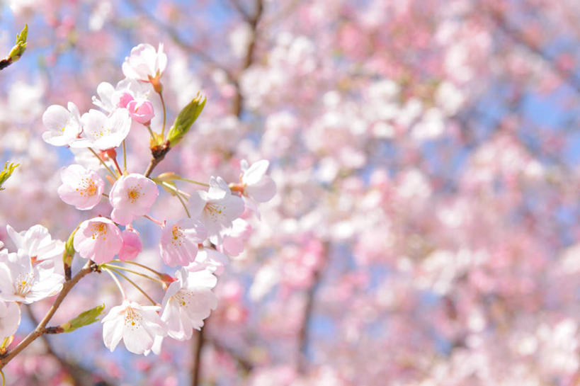 无人,横图,室外,白天,仰视,旅游,度假,美景,植物,樱花,东京,日本,亚洲,阴影,朦胧,模糊,盛开,光线,影子,景观,花蕾,樱桃树,娱乐,花,花瓣,花朵,鲜花,树,树木,粉色,蓝色,绿色,蓝天,天空,阳光,自然,天,花苞,花蕊,享受,休闲,景色,放松,生长,成长,自然风光,东亚,本州,关东地方,本州岛,日本国,东京都,仙樱花,福岛樱,青肤樱,荆桃,彩图,低角度拍摄