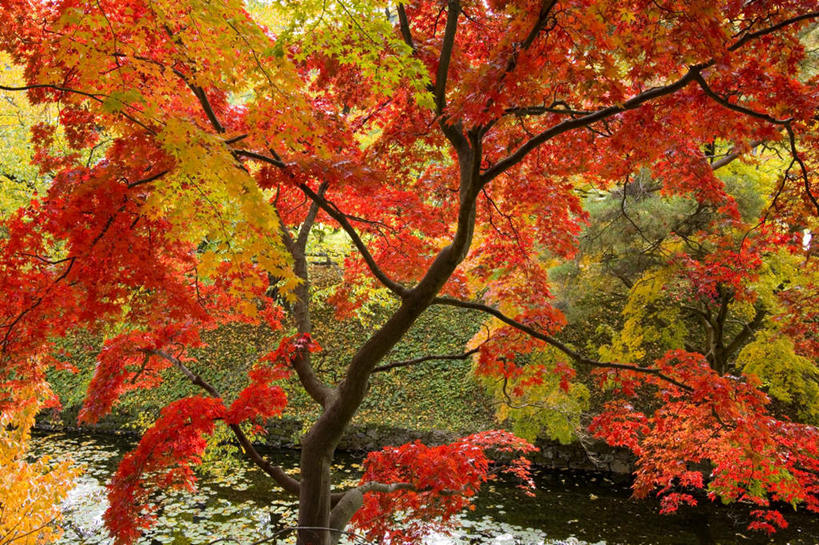 无人,横图,室外,白天,正面,旅游,度假,河流,美景,秋季,水,植物,日本,亚洲,一棵,波纹,朦胧,模糊,河水,景观,水流,涟漪,娱乐,树,树木,绿色,水纹,自然,波浪,享受,休闲,景色,放松,生长,成长,自然风光,东亚,本州,本州岛,日本国,水晕,青森,青森县,东北地方,弘前市,秋,秋天,彩图