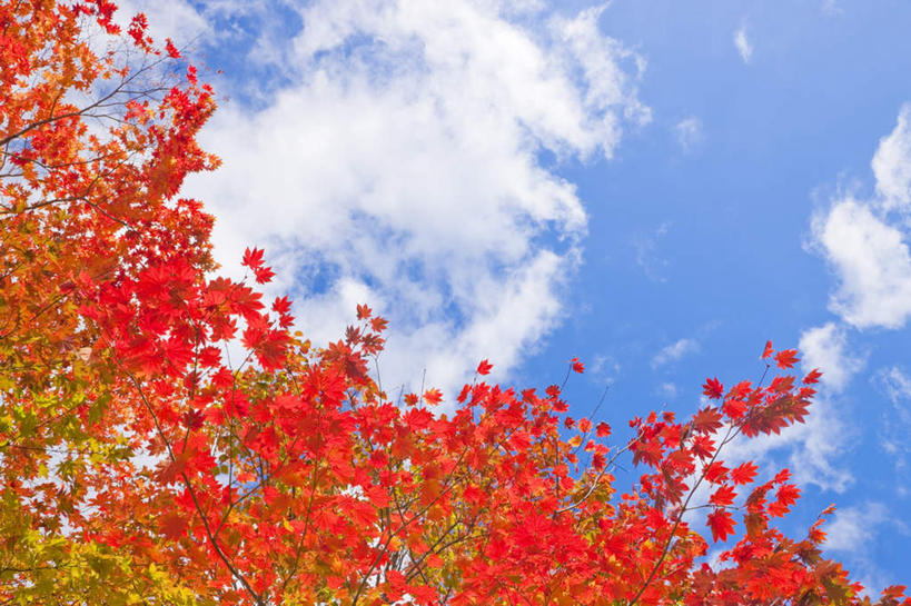 无人,横图,室外,白天,仰视,旅游,度假,美景,植物,枫树,日本,亚洲,朦胧,模糊,景观,云,云朵,云彩,娱乐,树,树木,蓝色,绿色,白云,蓝天,天空,自然,天,享受,休闲,景色,放松,生长,晴朗,成长,枫,自然风光,东亚,本州,本州岛,日本国,青森,青森县,东北地方,槭树,糖槭,晴空,彩图,低角度拍摄