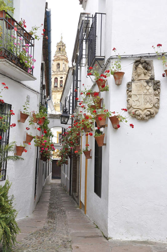 无人,家,竖图,室外,白天,正面,旅游,度假,美景,植物,别墅,城市风光,城市,道路,建筑,路,西班牙,欧洲,许多,悬挂,朦胧,模糊,盛开,盆栽,房屋,屋子,景观,公寓,小路,盆景,交通,花蕾,娱乐,建设,洋房,楼房,安达卢西亚,住宅,花,花瓣,花朵,鲜花,红色,绿色,自然,花苞,花蕊,享受,休闲,景色,放松,生长,成长,南欧,安达鲁西亚,科尔多巴,西班牙王国,安达卢西亚自治区,彩图,房子