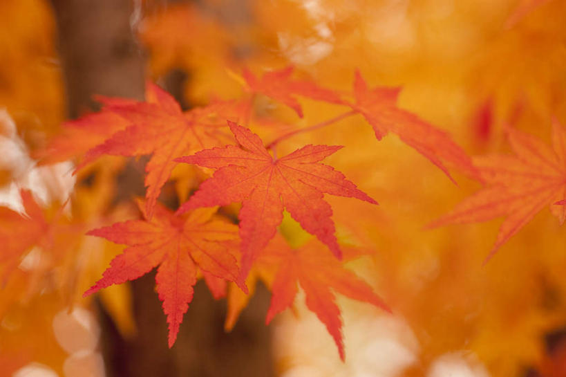 无人,横图,俯视,室外,白天,旅游,度假,美景,植物,枫树,叶子,秋田县,日本,亚洲,一棵,朦胧,模糊,景观,枫叶,枯叶,落叶,娱乐,树,树木,黄色,红色,绿色,自然,享受,休闲,景色,放松,生长,成长,枫树叶,枫,自然风光,东亚,本州,本州岛,日本国,秋田,东北地方,槭树,糖槭,叶,叶片,彩图,高角度拍摄