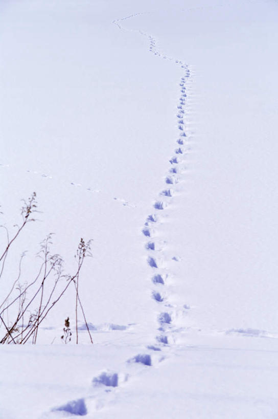 无人,竖图,俯视,室外,白天,旅游,度假,美景,雪,植物,大雪,北海道,日本,亚洲,一排,脚印,阴影,枯萎,朦胧,模糊,整齐,反射,影子,积雪,景观,雪景,冬季,冬天,枯草,娱乐,草,排列,黄色,自然,享受,休闲,景色,放松,寒冷,足迹,队列,自然风光,东亚,札幌,日本国,北海道地方,北海道岛,严寒,县厅,行踪,脚迹,彩图,高角度拍摄,札幌市