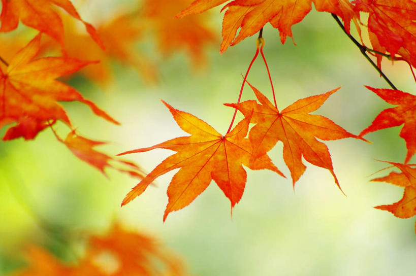 无人,横图,室外,特写,白天,正面,旅游,度假,美景,秋季,枫树,叶子,北海道,日本,亚洲,许多,朦胧,模糊,景观,枫叶,枯叶,绿叶,落叶,娱乐,黄色,红色,自然,享受,休闲,嫩叶,景色,放松,枫树叶,自然风光,东亚,札幌,日本国,北海道地方,北海道岛,县厅,叶,叶片,秋,秋天,彩图,札幌市