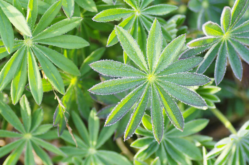 无人,横图,俯视,室外,白天,旅游,度假,草地,草坪,美景,植物,叶子,北海道,日本,亚洲,阴影,朦胧,模糊,光线,影子,景观,绿叶,娱乐,草,绿色,阳光,自然,享受,休闲,嫩叶,景色,放松,自然风光,东亚,札幌,日本国,北海道地方,北海道岛,县厅,叶,叶片,彩图,高角度拍摄,札幌市