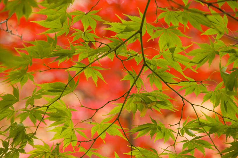 无人,横图,室外,白天,正面,旅游,度假,美景,植物,叶子,日本,亚洲,一棵,朦胧,模糊,景观,枫叶,枯叶,落叶,娱乐,树,树木,黄色,红色,绿色,自然,享受,休闲,景色,放松,生长,成长,枫树叶,自然风光,东亚,本州,本州岛,日本国,青森,青森县,东北地方,槭树,日本红枫,日本红丝带,弘前,叶,叶片,彩图