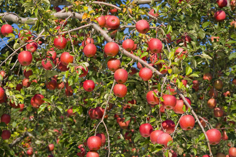 无人,果园,横图,室外,白天,仰视,旅游,度假,美景,田园,苹果,水果,日本,亚洲,许多,吊挂,悬挂,阴影,朦胧,模糊,新鲜,光线,影子,景观,生食,食品,果实,挂,娱乐,食物,红色,蓝色,蓝天,天空,阳光,自然,庄园,天,享受,休闲,景色,放松,有机食品,绿色食品,晴朗,自然风光,东亚,本州,万里无云,本州岛,日本国,青森,青森县,东北地方,晴空,晴空万里,彩图,低角度拍摄