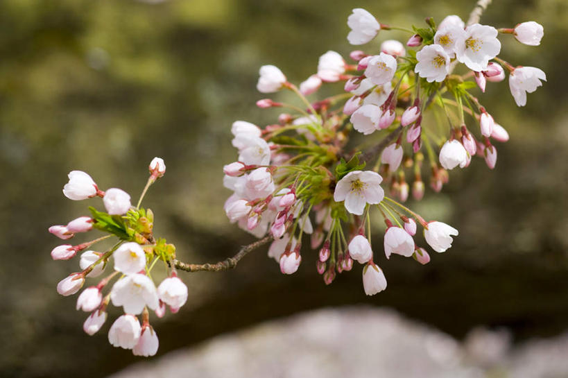 无人,横图,俯视,室外,特写,白天,旅游,度假,幸福,纯洁,美景,樱花,静物,日本,亚洲,许多,朦胧,模糊,盛开,景观,花蕾,娱乐,花,花瓣,花朵,鲜花,白色,自然,花苞,花蕊,享受,休闲,景色,放松,等待,生命,自然风光,东亚,本州,本州岛,日本国,青森,青森县,东北地方,仙樱花,福岛樱,青肤樱,高尚,热烈,十和田市,荆桃,彩图,高角度拍摄