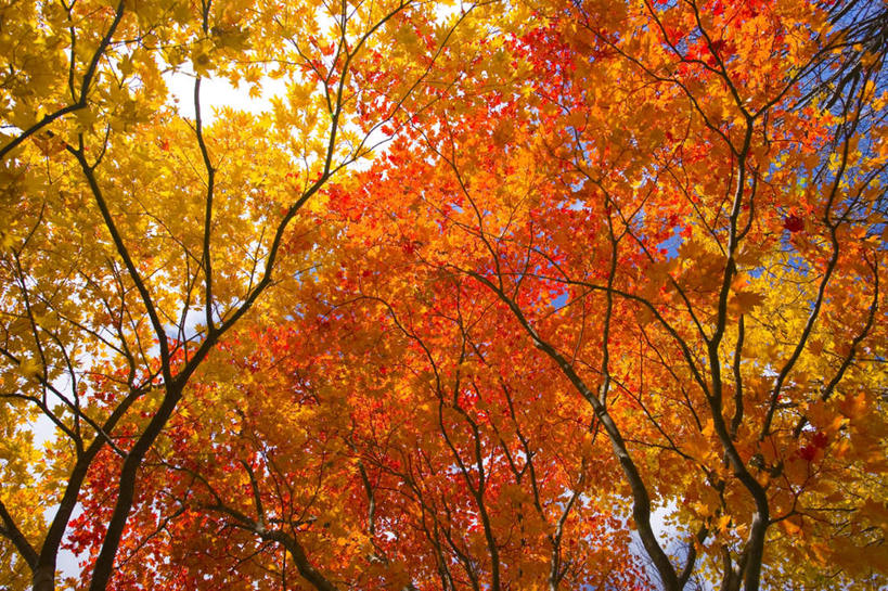 无人,横图,室外,白天,仰视,旅游,度假,美景,树林,植物,枫树,叶子,日本,亚洲,朦胧,模糊,景观,枫叶,枯叶,落叶,娱乐,树,树木,黄色,红色,绿色,自然,享受,休闲,景色,放松,生长,成长,枫树叶,自然风光,东亚,本州,本州岛,日本国,青森,青森县,东北地方,十和田市,叶,叶片,彩图,低角度拍摄