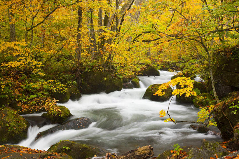 无人,横图,室外,白天,正面,旅游,度假,河流,礁石,石头,美景,水,植物,日本,亚洲,朦胧,模糊,石子,河水,景观,水流,娱乐,树,树木,绿色,小溪,自然,溪水,享受,休闲,景色,放松,生长,成长,自然风光,东亚,本州,本州岛,日本国,青森,青森县,东北地方,十和田市,礁,石块,岩石,彩图