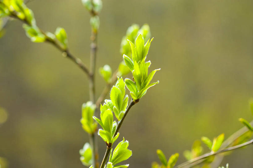 无人,横图,俯视,室外,特写,白天,旅游,度假,美景,植物,叶子,日本,亚洲,阴影,朦胧,模糊,光线,影子,景观,绿叶,枝条,娱乐,树,树木,树枝,绿色,阳光,自然,嫩芽,树苗,享受,休闲,嫩叶,景色,放松,生长,成长,生机,希望,新生,自然风光,东亚,本州,本州岛,日本国,青森,青森县,东北地方,叶,叶片,彩图,高角度拍摄