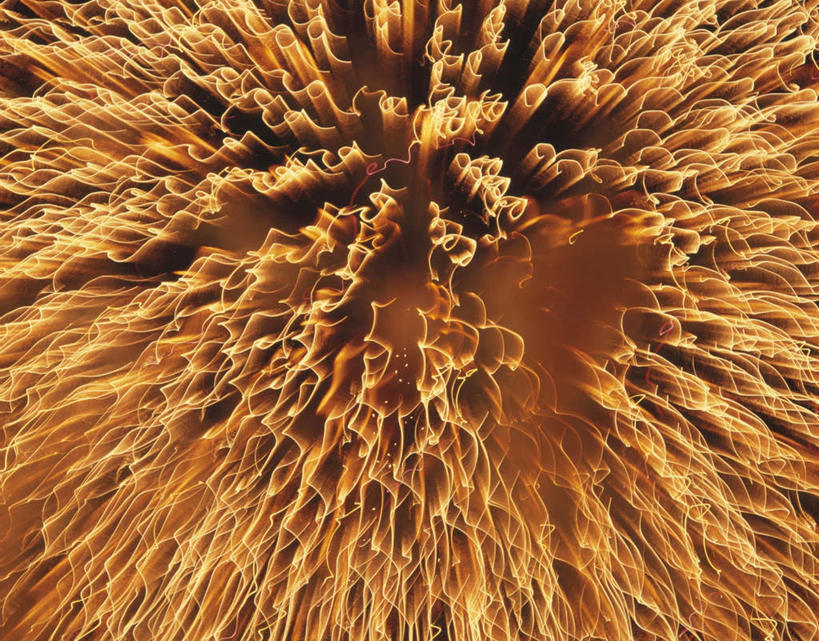 无人,横图,室外,特写,白天,仰视,旅游,度假,美景,烟火,日本,亚洲,朦胧,模糊,火焰,景观,燃烧,娱乐,黄色,自然,焰火,享受,休闲,闪耀,景色,放松,刺眼,耀眼,闪烁,自然风光,礼花,东亚,本州,茨城,茨城县,关东地方,本州岛,日本国,花炮,礼花炮,绚烂,闪动,闪灼,烟花,彩图,低角度拍摄,夺目