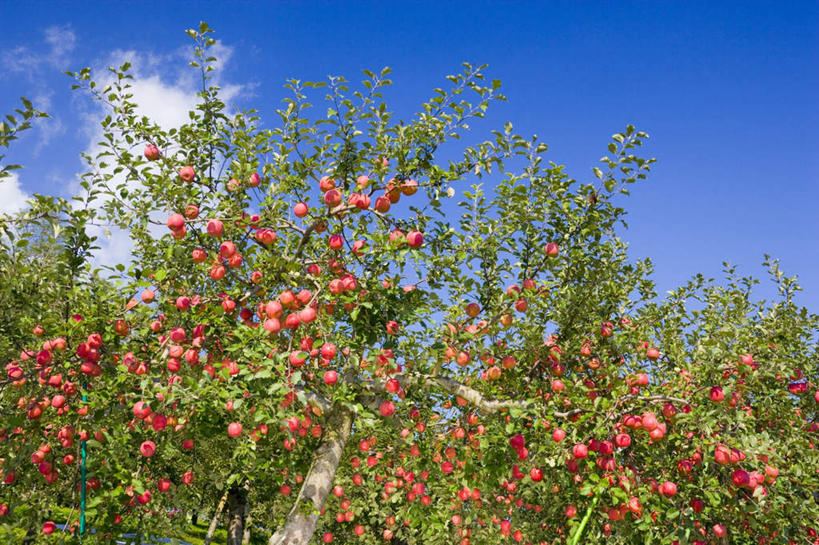 无人,横图,室外,白天,仰视,旅游,度假,美景,植物,苹果,水果,日本,亚洲,许多,新鲜,景观,云,云朵,生食,食品,果实,云彩,娱乐,树,树木,食物,红色,蓝色,绿色,白云,蓝天,天空,自然,天,享受,休闲,景色,放松,有机食品,绿色食品,生长,晴朗,成长,自然风光,苹果树,东亚,本州,本州岛,日本国,青森,青森县,东北地方,晴空,彩图,低角度拍摄