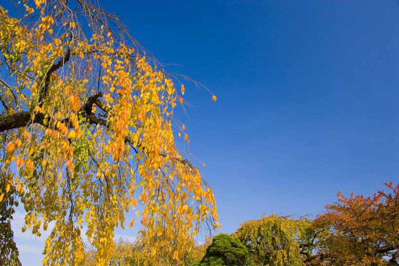 无人,横图,室外,白天,仰视,旅游,度假,植物,日本,亚洲,樱花树,娱乐,树,树木,蓝色,绿色,蓝天,天空,自然,天,享受,休闲,放松,生长,晴朗,成长,东亚,本州,万里无云,本州岛,日本国,青森,青森县,东北地方,晴空,晴空万里,彩图,低角度拍摄