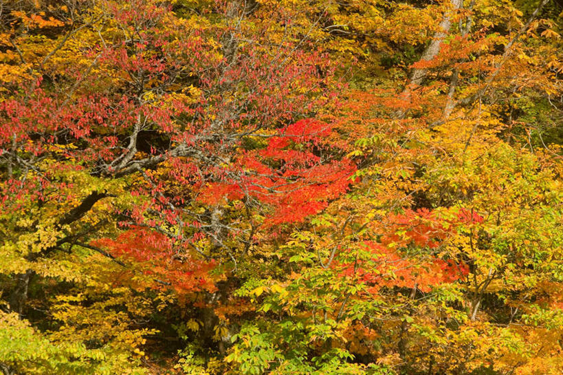 无人,横图,俯视,航拍,室外,白天,旅游,度假,美景,秋季,树林,植物,叶子,日本,亚洲,景观,云,云朵,红叶,黄叶,云彩,娱乐,树,树木,蓝色,绿色,白云,蓝天,天空,自然,天,享受,休闲,嫩叶,景色,放松,生长,晴朗,成长,鸟瞰,自然风光,东亚,本州,本州岛,日本国,青森,青森县,东北地方,叶,叶片,晴空,秋,秋天,彩图,高角度拍摄