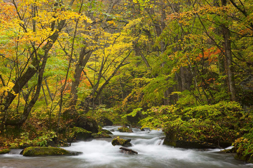 无人,横图,室外,白天,正面,旅游,度假,河流,美景,树林,水,植物,日本,亚洲,波纹,河水,景观,水流,涟漪,娱乐,树,树木,绿色,水纹,自然,波浪,享受,休闲,景色,放松,生长,成长,自然风光,东亚,本州,本州岛,日本国,水晕,青森,青森县,东北地方,彩图