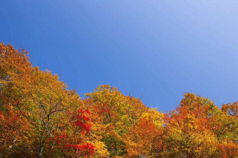 无人,横图,室外,白天,仰视,旅游,度假,美景,秋季,树林,植物,枫树,叶子,日本,亚洲,景观,枫叶,枯叶,落叶,娱乐,树,树木,黄色,红色,蓝色,绿色,蓝天,天空,自然,天,享受,休闲,景色,放松,生长,晴朗,成长,枫树叶,自然风光,东亚,本州,万里无云,本州岛,日本国,青森,青森县,东北地方,叶,叶片,晴空,晴空万里,秋,秋天,彩图,低角度拍摄